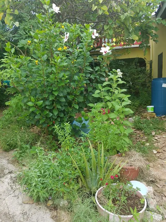 招待所 蒙特哥贝 Vikings Rasta Retreats酒店 牙买加